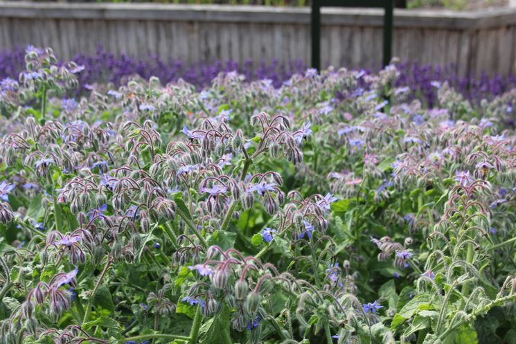 1000 Semi Di Borragine Di Sardegna (Borago Officinalis) – Pianta Commestibile E Ornamentale, Omaggio Incluso