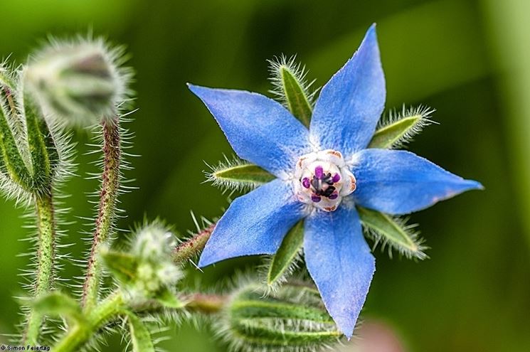 borago officinalis