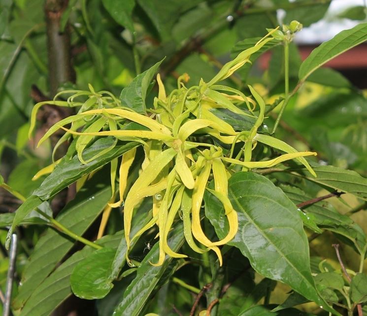 Ylang Ylang