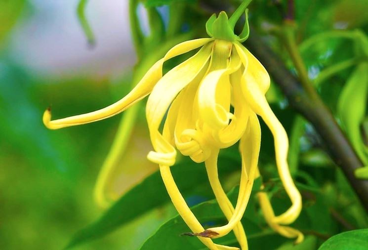 ylang ylang