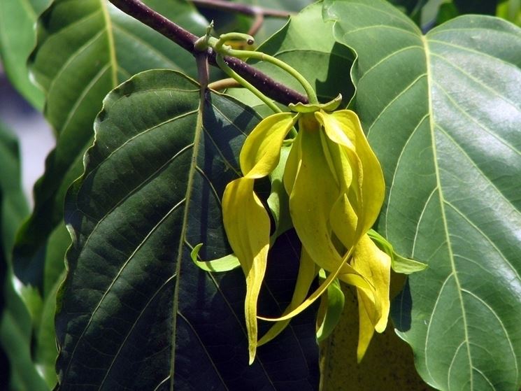 ylang ylang