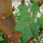 albero della cannella