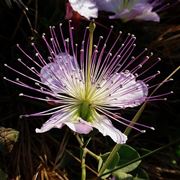 Bellissimo fiore di cappero