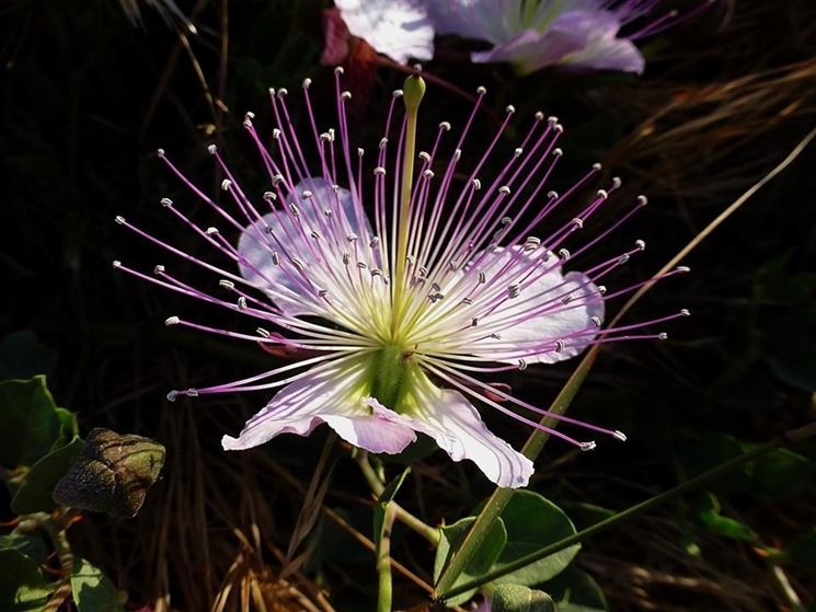 Bellissimo fiore di cappero