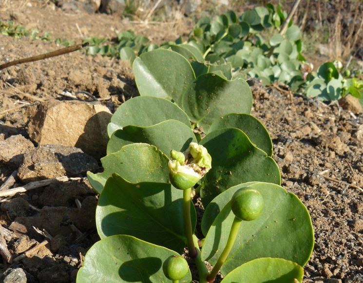 Capperi in maturazione