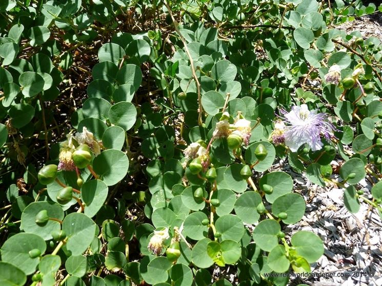 Pianta di capperi in produzione