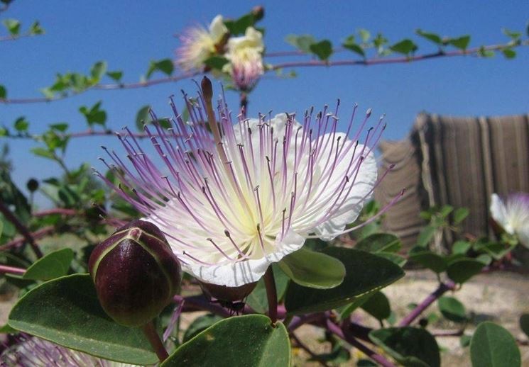 Fiore e bocciolo del cappero