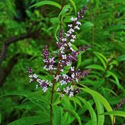 Fiori Cedrina