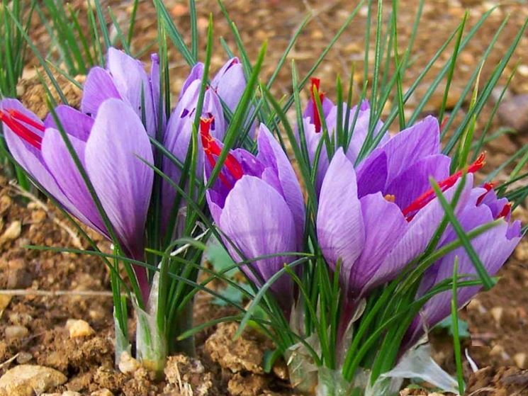 Bellissimi fiori di zafferano