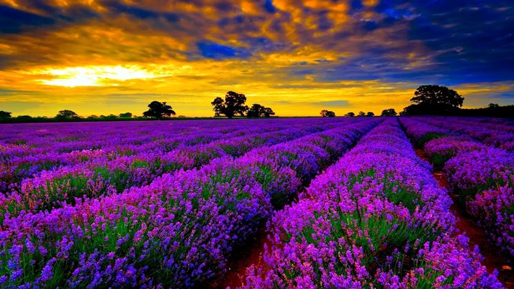 Coltivazione lavanda