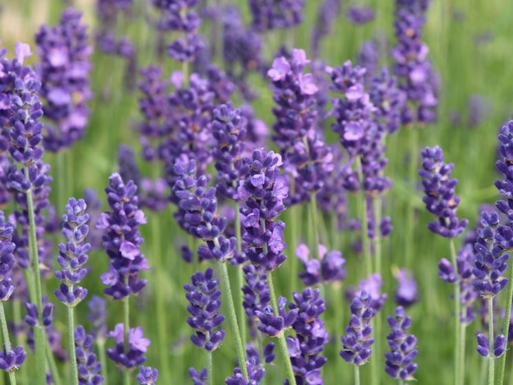 La lavanda, pianta dall'anima estiva che fiorisce da agosto a settembre