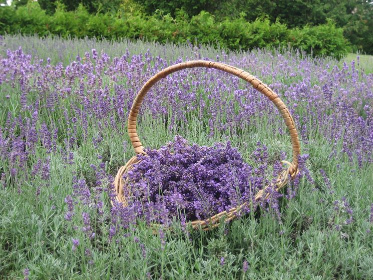 Raccolta della lavanda