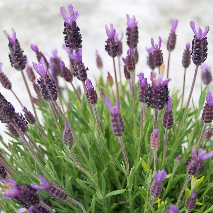 Usi e benefici della lavanda, come coltivare la pianta dal profumo  incantevole