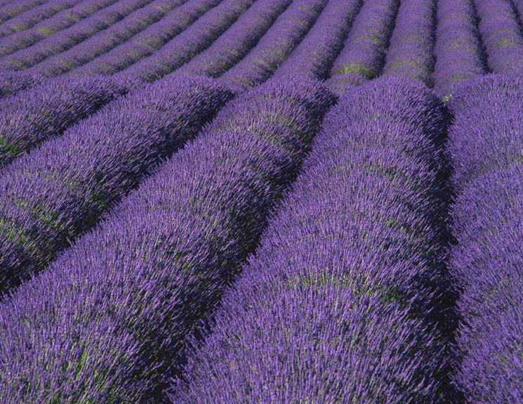 lavanda