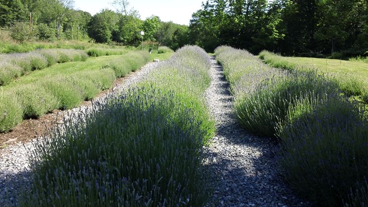 specie di Lavanda