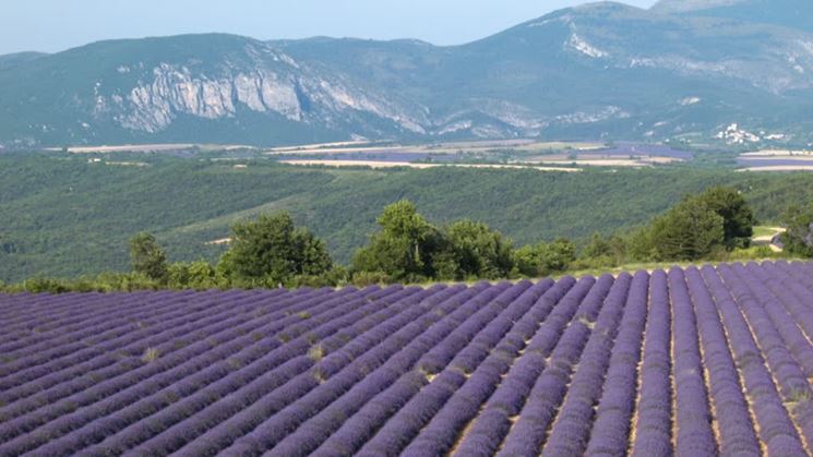 lavanda campi