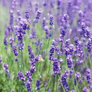 quando piantare la lavanda