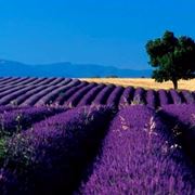 fiori lavanda