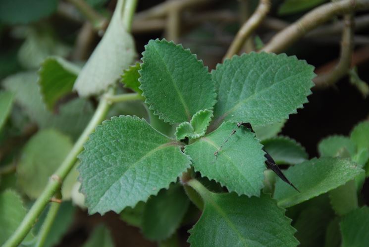 Coltivazione origano - Aromatiche - come coltivare l'origano