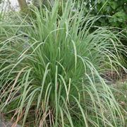 Citronella