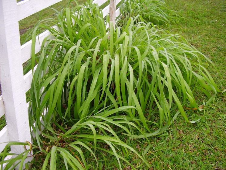 citronella