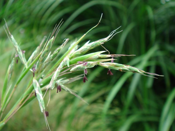 citronella