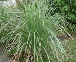 Citronella