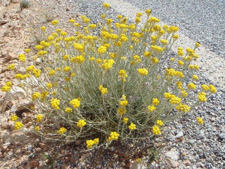 Elicriso coltivato in piena terra