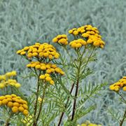 Helichrysum italicum fiorito