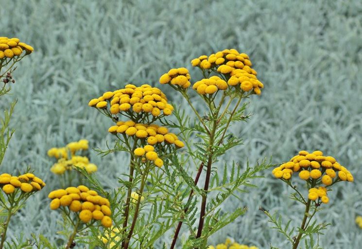 Helichrysum italicum fiorito