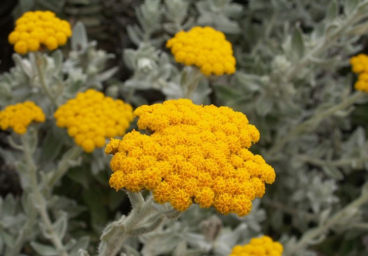 Helichrysum umbraculigerum