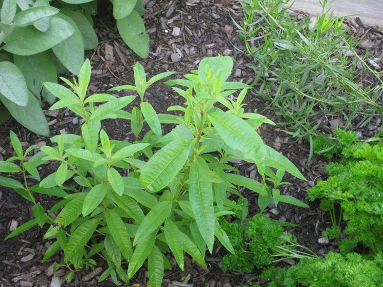 Erba luisa Aromatiche Coltivare erba luisa
