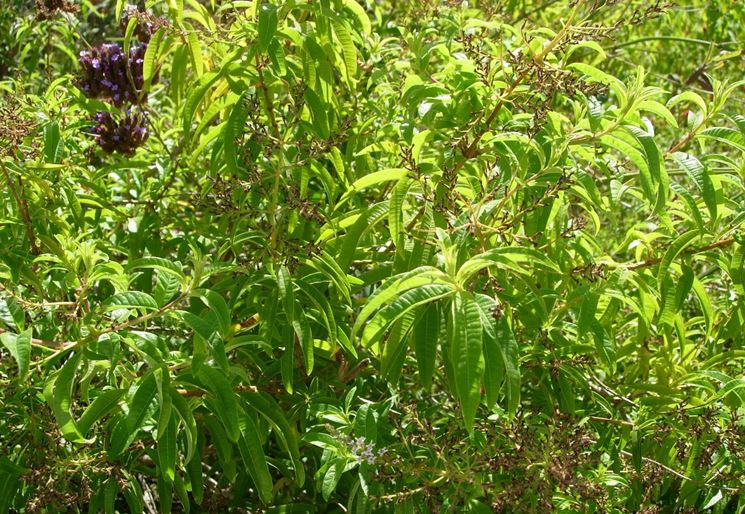 Erba luisa Aromatiche Coltivare erba luisa