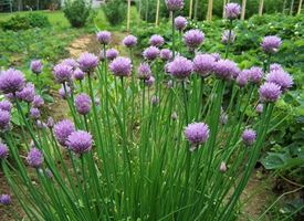 Erba cipollina, Aglio selvatico  -  Allium schoenoprasum 