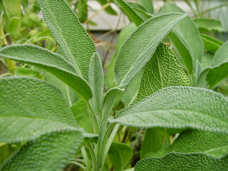 Tipiche erbe mediterranee