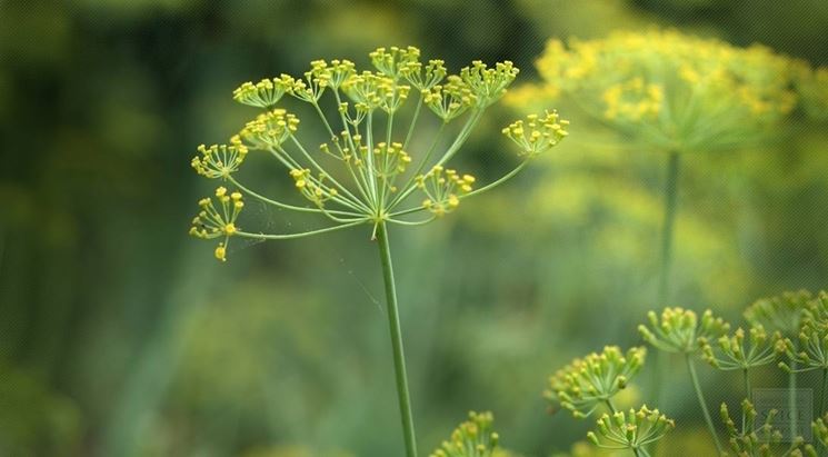 Fiori finocchietto