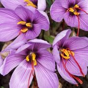 Immagine di fiore zafferano con stimmi rossi