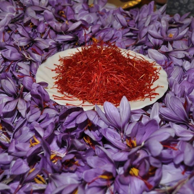 Fiore di zafferano e spezia per cucina