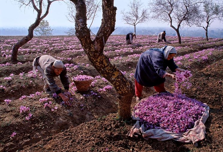 Immagine di fiore di zafferano.