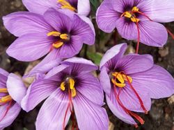 Immagine di fiore zafferano con stimmi rossi