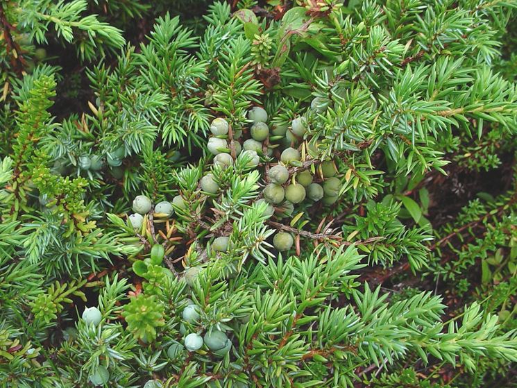 juniperus communis 