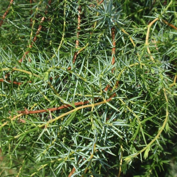 juniperus communis