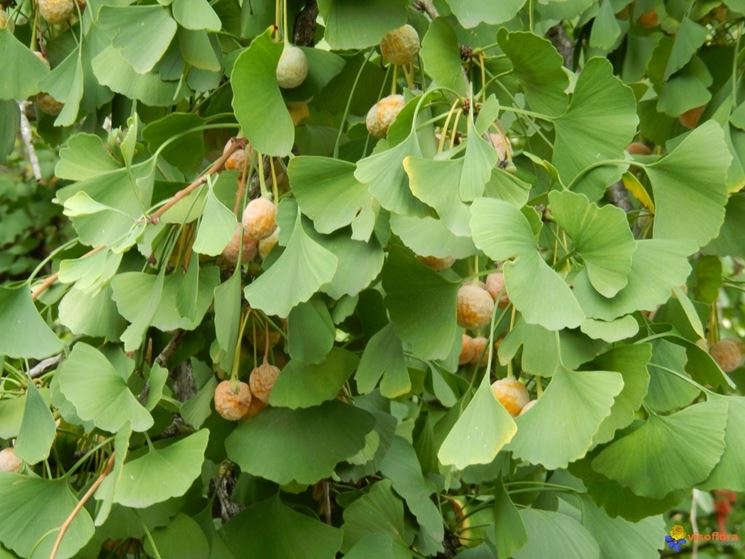 pianta di gingko biloba