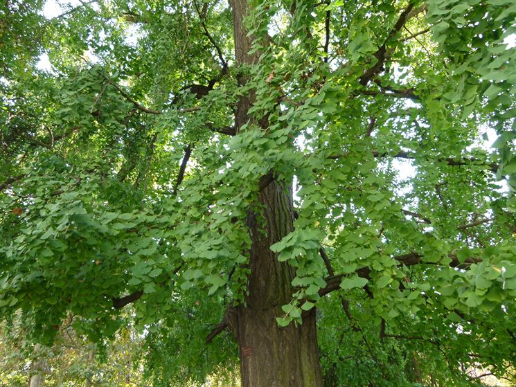 pianta di ginko