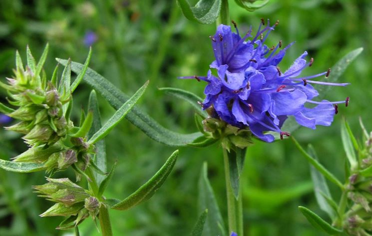 hyssopus officinalis