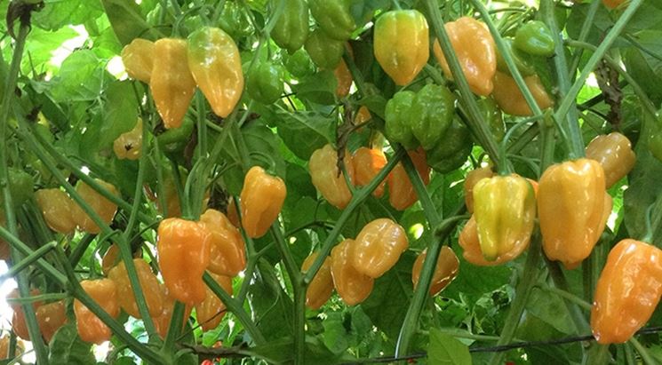 Caratteristiche habanero