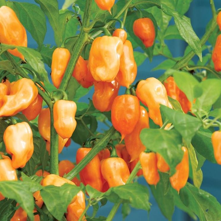 habanero orange