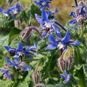 Fiori di borragine