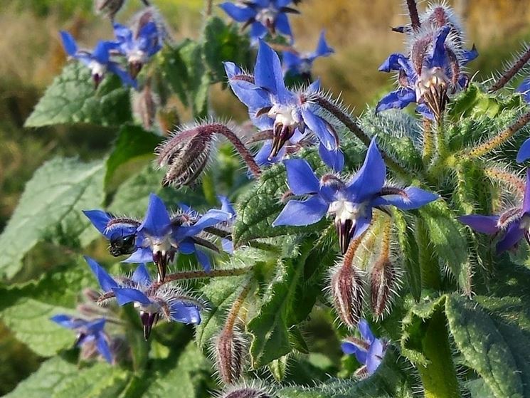 Fiori di borragine