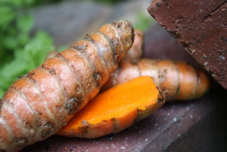 Curcuma longa